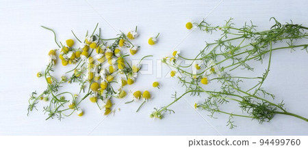 Frame of dried chamomile flowers 94499760