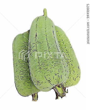 絲瓜 菜瓜 蔬菜 食材 天然 植物 三條 A08 94499975