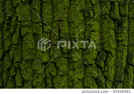 The texture of tree bark covered with bright green mold. Natural background. The texture of tree bark covered with bright green mold. Natural background. 94500481