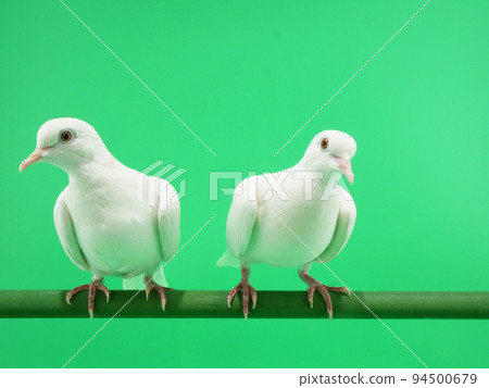 Two white doves Two white doves 94500679
