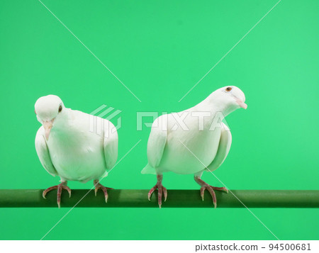 兩隻銀鴿並排排列 94500681