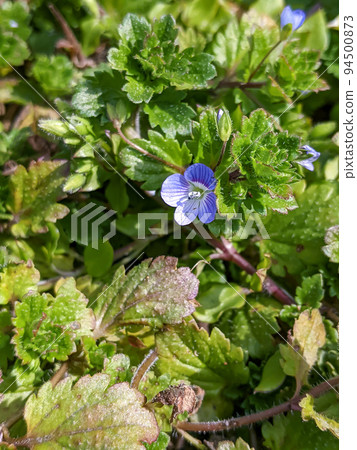 Persian speedwell Persian speedwell 94500873