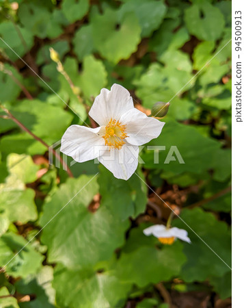 Shirayuki Gishi 94500913