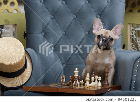 A French Bulldog breed dog plays chess sitting at a chessboard in a comfortable chair and attentively towards the camera A French Bulldog breed dog plays chess sitting at a chessboard in a comfortable chair and attentively towards the camera 94501223