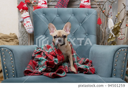 The bulldog dog sits in a chair among the Christmas interior and looks at the camera wrapped in a warm blanket. The bulldog dog sits in a chair among the Christmas interior and looks at the camera wrapped in a warm blanket. 94501259