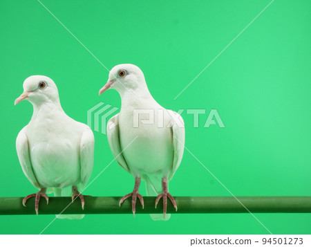 Two pure white pigeons lined up Two pure white pigeons lined up 94501273