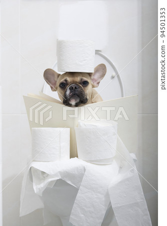 French bulldog breed dog with big black eyes reads an interesting book while sitting on the toilet in the toilet. French bulldog breed dog with big black eyes reads an interesting book while sitting on the toilet in the toilet. 94501353