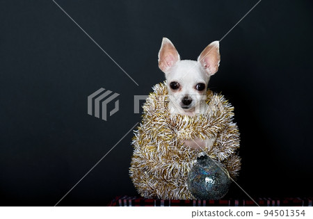 Small chihuahua dog in Christmas tinsel on a black background in the studio. 94501354