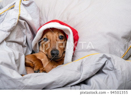 A dachshund dog in a New Year's hat lies in bed covered with a blanket and looks at the camera. 94501355