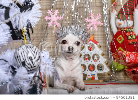 A Chihuahua with Christmas decorations on its head lies next to a decorated white Christmas tree. A Chihuahua with Christmas decorations on its head lies next to a decorated white Christmas tree. 94501381