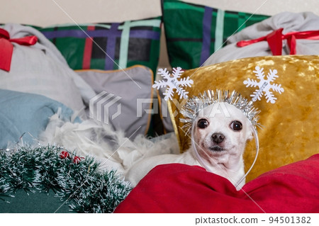 A dog with Christmas decorations on his head in the form of snowflakes lies among the pillows and looks at the camera 94501382
