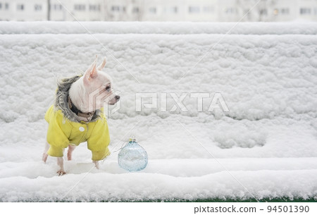 A chihuahua dog walks in white snow in a yellow warm jacket in frosty weather. A chihuahua dog walks in white snow in a yellow warm jacket in frosty weather. 94501390