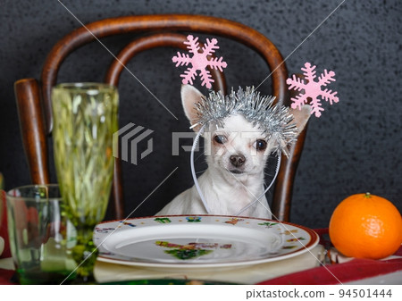 A Chihuahua with Christmas decorations on his head sits at a laid festive table. 94501444