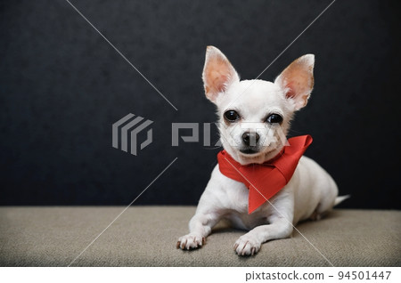A small Chihuahua dog poses lying down in the studio under lamps on a black background and looking at the camera. A small Chihuahua dog poses lying down in the studio under lamps on a black background and looking at the camera. 94501447
