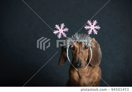 Dachshund dog in Christmas decoration in the form of snowflakes on his head posing on a black background Dachshund dog in Christmas decoration in the form of snowflakes on his head posing on a black background 94501453