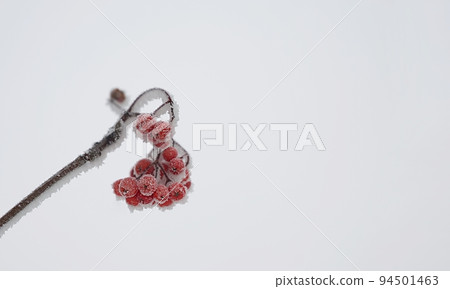 Red rowan berries covered with snow in frosty cloudy weather. 94501463