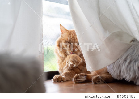Grooming cat Tea tabby cat Grooming cat Tea tabby cat 94501493