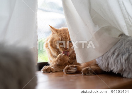 Grooming cat Tea tabby cat Grooming cat Tea tabby cat 94501494