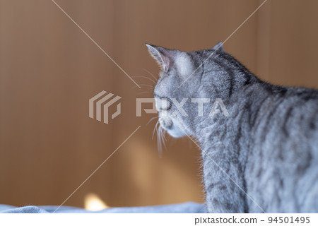 The staring cat, the Sabatra cat The staring cat, the Sabatra cat 94501495