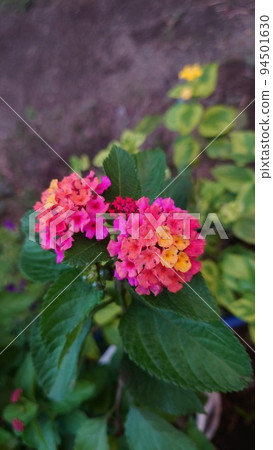 Lantana seven changes 94501630