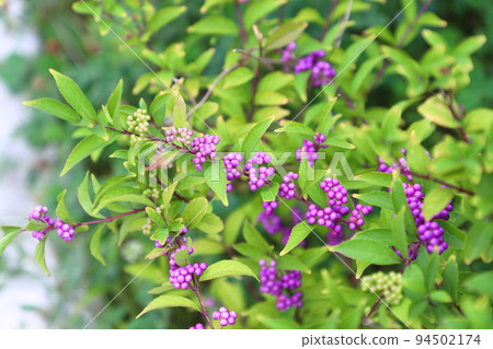 Komurasaki fruit 94502174