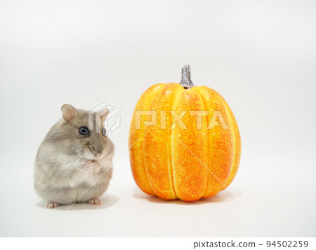 橙色南瓜和 djungarian 倉鼠 94502259