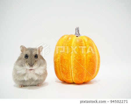 pumpkin and djungarian hamster pumpkin and djungarian hamster 94502271