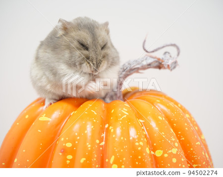 Hamster grooming on a pumpkin Hamster grooming on a pumpkin 94502274
