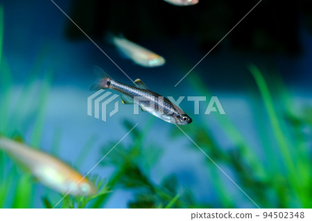 Red rose Red rose 94502348