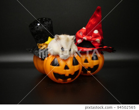 Hamster trying to chew Halloween decorations 94502565