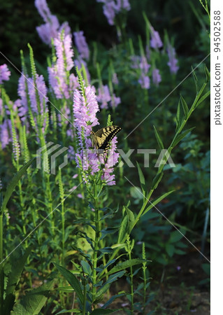 Two-tailed swallowtail sucking nectar from a pink Hanatranoe blooming in an autumn park in Japan 94502588