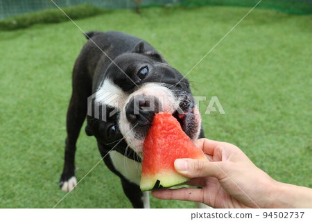 Mighty-kun,一隻波士頓梗犬,喜歡在柚子之裡諸山町玩狗跑並嘗試吃他最喜歡的西瓜♡ Mighty-kun,一隻波士頓梗犬,喜歡在柚子之裡諸山町玩狗跑並嘗試吃他最喜歡的西瓜♡ 94502737