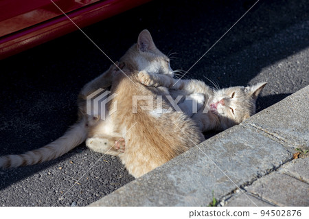 Cat. Stray cat walking through the streets of Cercedilla, in Madrid. Animal. Feline. Domestic animal. Horizontal photography. 94502876