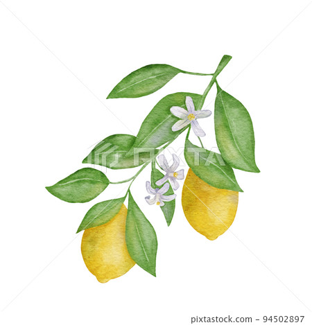 Lemon fruit with leaves and flower. Hand draw watercolor illustration isolated on white background 94502897