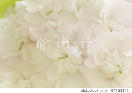 Ichihara Toranoo Ichihara Toranoo double cherry blossoms white when blooming close-up Ichihara Toranoo Ichihara Toranoo double cherry blossoms white when blooming close-up 94503141