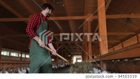 Man farmer giving fresh hay to goat standing barn stall. Farm employee feeding cattle herd in farmland. Man caring domestic animals in modern goats farm. 94503319