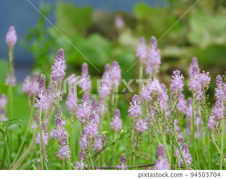 "Tsurbo", a perennial plant that grows in colonies on banks 94503704