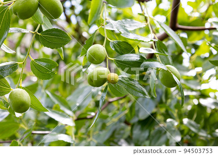 Jujube (scientific name: Zizyphus jujuba var. inerimis; variety: Taiho (Otoyo) 94503753