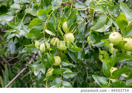 Jujube (scientific name: Zizyphus jujuba var. inerimis; variety: Taiho (Otoyo) 94503754