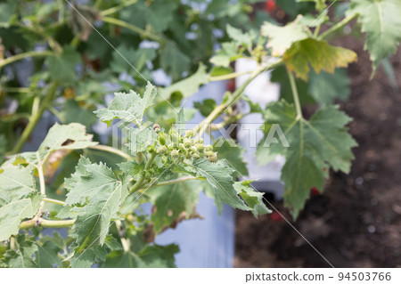 Onamomi (Scientific name: Xanthium strumarium) Also known as: Tottsuki, Hoshidama Herbal drug name: Somiko Onamomi (Scientific name: Xanthium strumarium) Also known as: Tottsuki, Hoshidama Herbal drug name: Somiko 94503766
