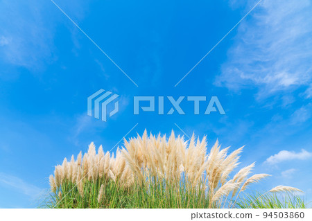 潘帕斯草 / 秋天到來圖像 94503860