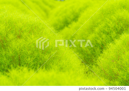 image of kochia 94504001