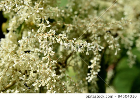 Itadori花 Itadori花 94504010