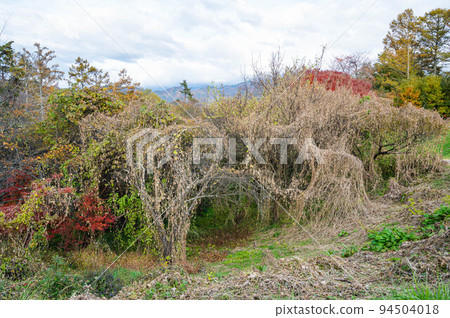 Arechiuri of the mountain that breeds vigorously and then dies Arechiuri of the mountain that breeds vigorously and then dies 94504018