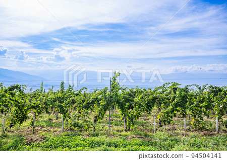 View from the vineyard on the hill View from the vineyard on the hill 94504141
