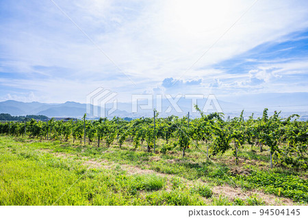 vineyard on the hill 94504145