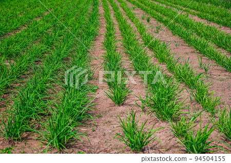 Leek field in autumn 94504155