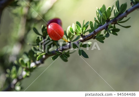 Piquillin, endemic wild fruits in the Pampas forest, Patagonia, Argentina 94504486