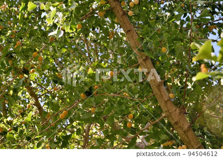 ginkgo biloba ginkgo biloba 94504612
