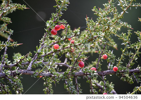 Piquillin, endemic wild fruits in the Pampas forest, Patagonia, Argentina 94504636